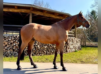 Holstein, Gelding, 6 years, 16,2 hh, Brown