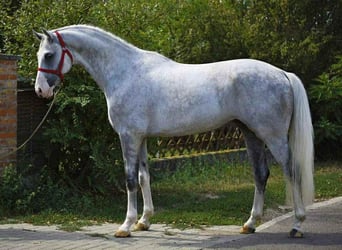 Holstein, Gelding, 6 years, 16,2 hh, Grey