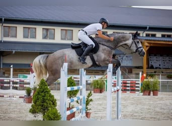 Holstein, Gelding, 6 years, 16,2 hh, Grey