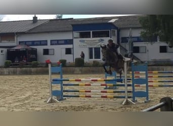 Holstein, Gelding, 6 years, 16,2 hh, Grey