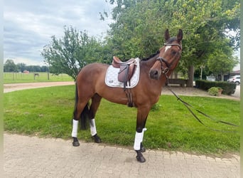 Holstein, Gelding, 6 years, 16,2 hh