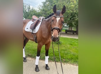 Holstein, Gelding, 6 years, 16,2 hh