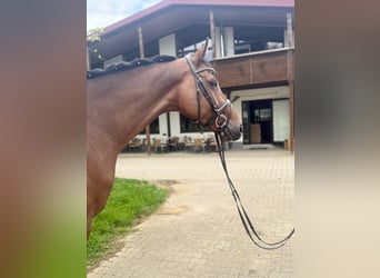 Holstein, Gelding, 6 years, 16,2 hh
