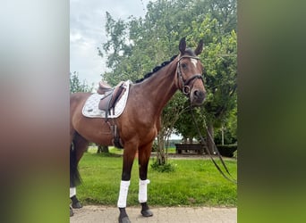 Holstein, Gelding, 6 years, 16,2 hh