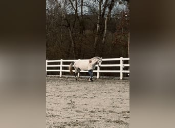 Holstein, Gelding, 6 years, 16,3 hh, Grey