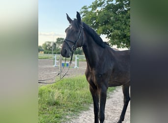 Holstein, Gelding, 6 years, 17.1 hh, Black