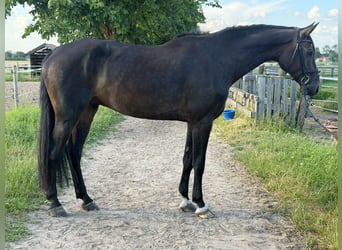 Holstein, Gelding, 6 years, 17.1 hh, Black