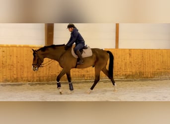 Holstein, Gelding, 6 years, 17,1 hh, Brown