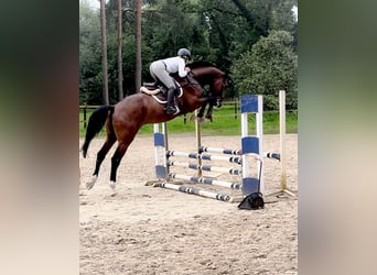 Holstein, Gelding, 6 years, 17,1 hh, Brown