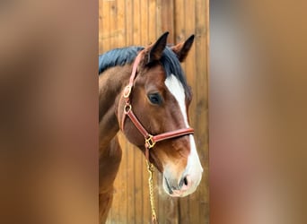 Holstein, Gelding, 6 years, 17,1 hh, Brown