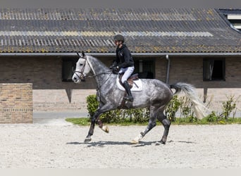 Holstein, Gelding, 6 years, 17.2 hh