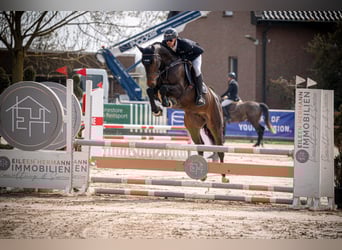 Holstein, Gelding, 6 years, 17 hh, Bay-Dark