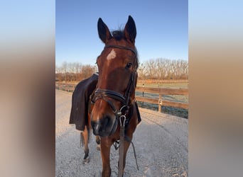 Holstein, Gelding, 6 years, 17 hh, Brown