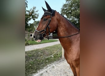 Holstein, Gelding, 6 years, 17 hh, Brown