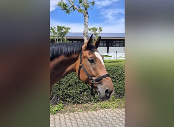 Holstein, Gelding, 6 years, 17 hh, Brown