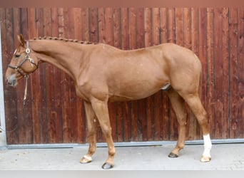 Holstein, Gelding, 6 years, 17 hh, Chestnut-Red