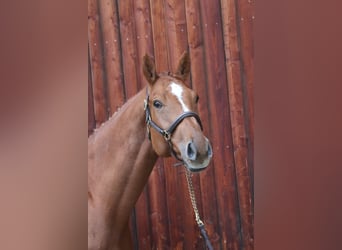 Holstein, Gelding, 6 years, 17 hh, Chestnut-Red