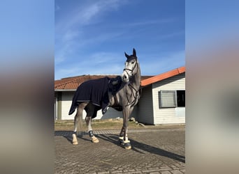 Holstein, Gelding, 6 years, 17 hh, Gray