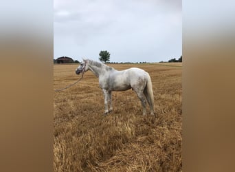 Holsteiner, Wallach, 6 Jahre, 17 hh, Schimmel