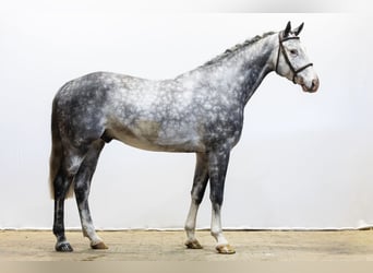 Holstein, Gelding, 6 years, 17 hh