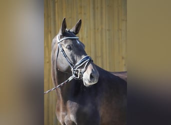 Holstein, Gelding, 6 years, 17 hh, Smoky-Black