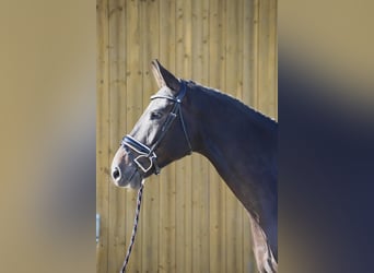 Holstein, Gelding, 6 years, 17 hh, Smoky-Black