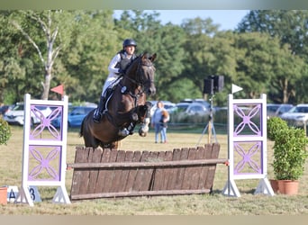 Holstein, Gelding, 6 years, 17 hh, Smoky-Black