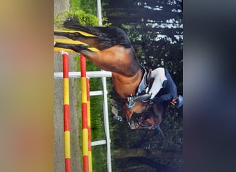 Holstein, Gelding, 6 years, 17,1 hh, Bay-Dark