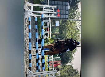Holstein, Gelding, 6 years, 17,1 hh, Bay-Dark