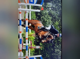 Holstein, Gelding, 6 years, 17,1 hh, Bay-Dark