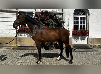 Holstein, Gelding, 6 years, 17,1 hh, Bay