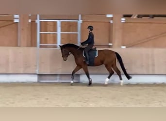 Holstein, Gelding, 6 years, 17,1 hh, Brown
