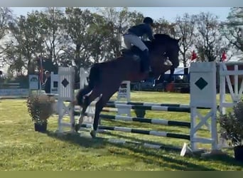 Holstein, Gelding, 6 years, 17,1 hh, Brown