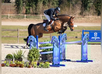 Holstein, Gelding, 6 years, Brown