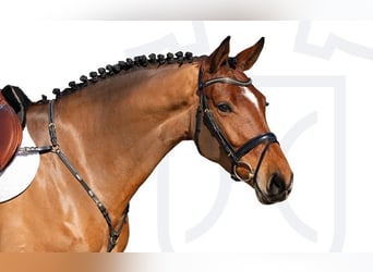 Holstein, Gelding, 6 years, Brown