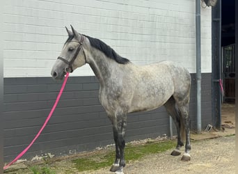 Holstein, Gelding, 6 years, Grey-Dapple