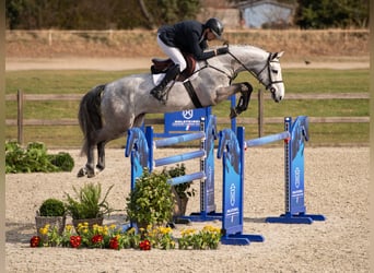 Holstein, Gelding, 6 years, Grey