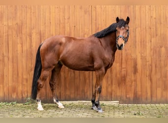 Holstein, Gelding, 7 years, 15.1 hh, Brown