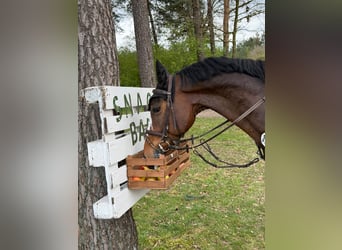 Holstein, Gelding, 7 years, 15.3 hh, Brown