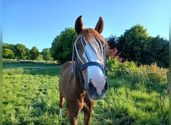 Holstein, Gelding, 7 years, 15,1 hh, Chestnut-Red