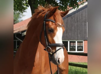 Holstein, Gelding, 7 years, 15,1 hh, Chestnut-Red