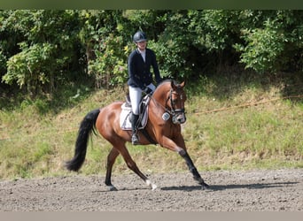 Holstein, Gelding, 7 years, 15,2 hh, Brown