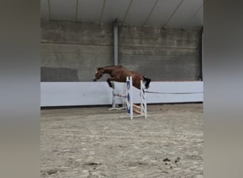 Holstein, Gelding, 7 years, 15,3 hh, Brown