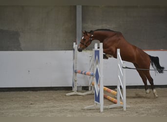 Holstein, Gelding, 7 years, 15,3 hh, Brown