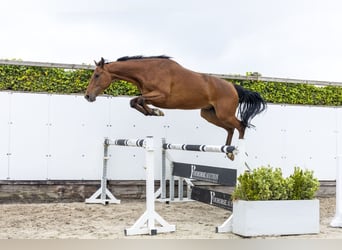 Holstein, Gelding, 7 years, 16.1 hh, Bay-Dark