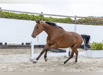 Holstein, Gelding, 7 years, 16.1 hh, Bay-Dark
