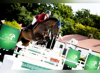 Holstein, Gelding, 7 years, 16.1 hh, Brown