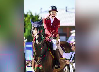 Holstein, Gelding, 7 years, 16.1 hh, Brown