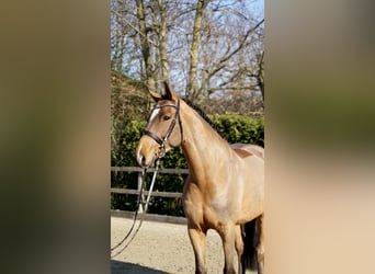 Holstein, Gelding, 7 years, 16.1 hh, Brown
