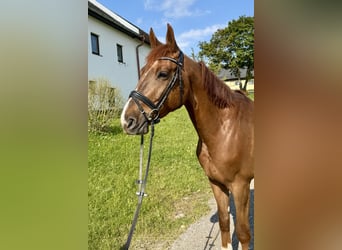 Holstein, Gelding, 7 years, 16.1 hh, Chestnut-Red